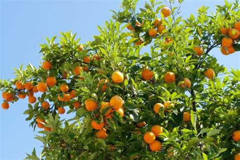 portakal yetiştirme koşulları
